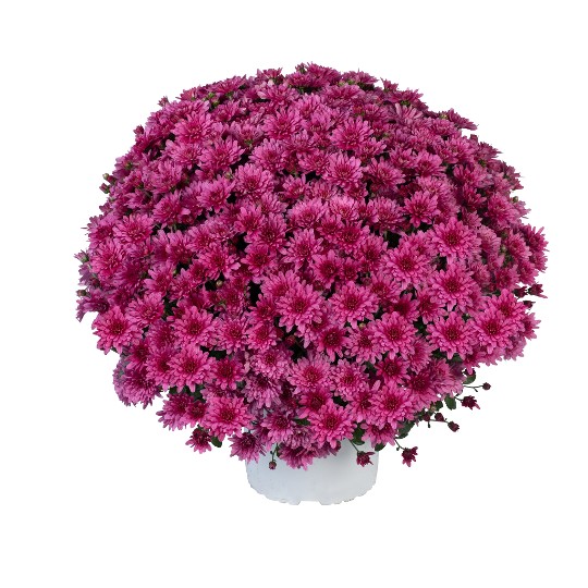 Ace Purple