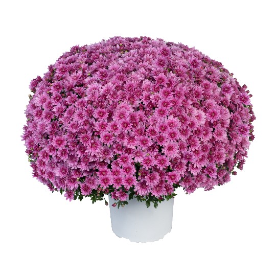 Exp. Medium Pink 242