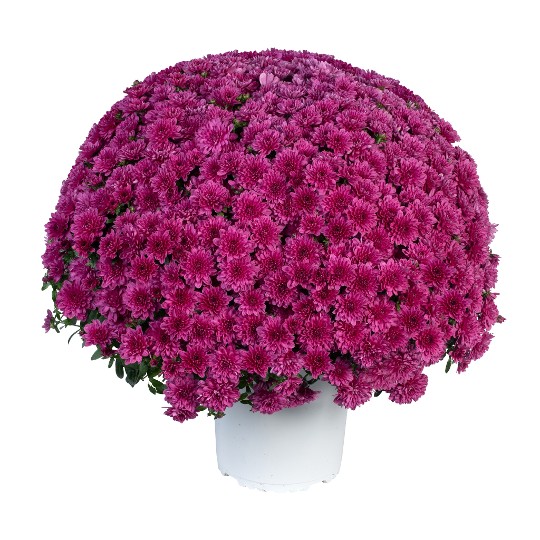 Fitastic Exp. Lilac 247