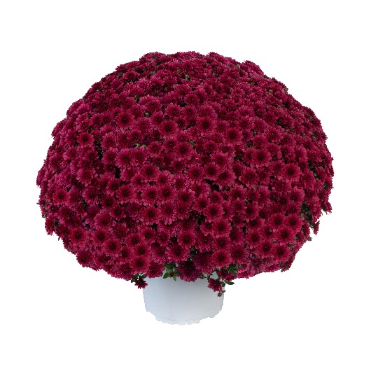 Fitastic Exp. Cerise 243