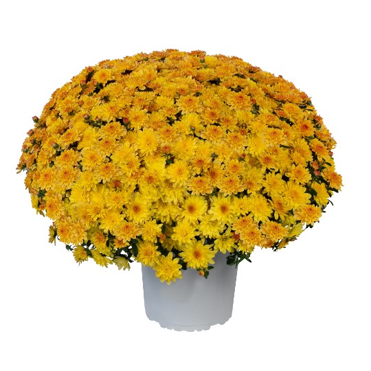 Fitastic Exp. Yellow 244