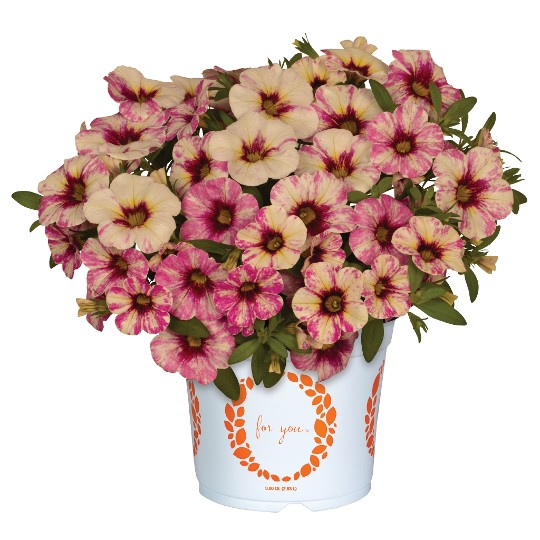 Rainbow® Paloma Pink 2026