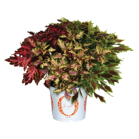 Confetti Garden® Denver