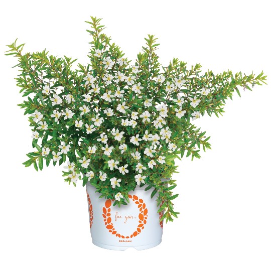 Cupheasy White
