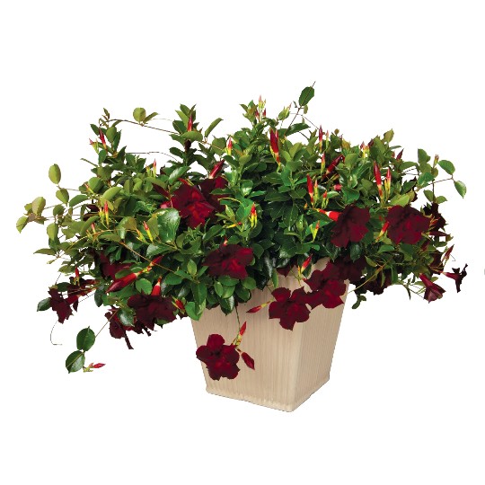 Flordenia Plus Chocolate