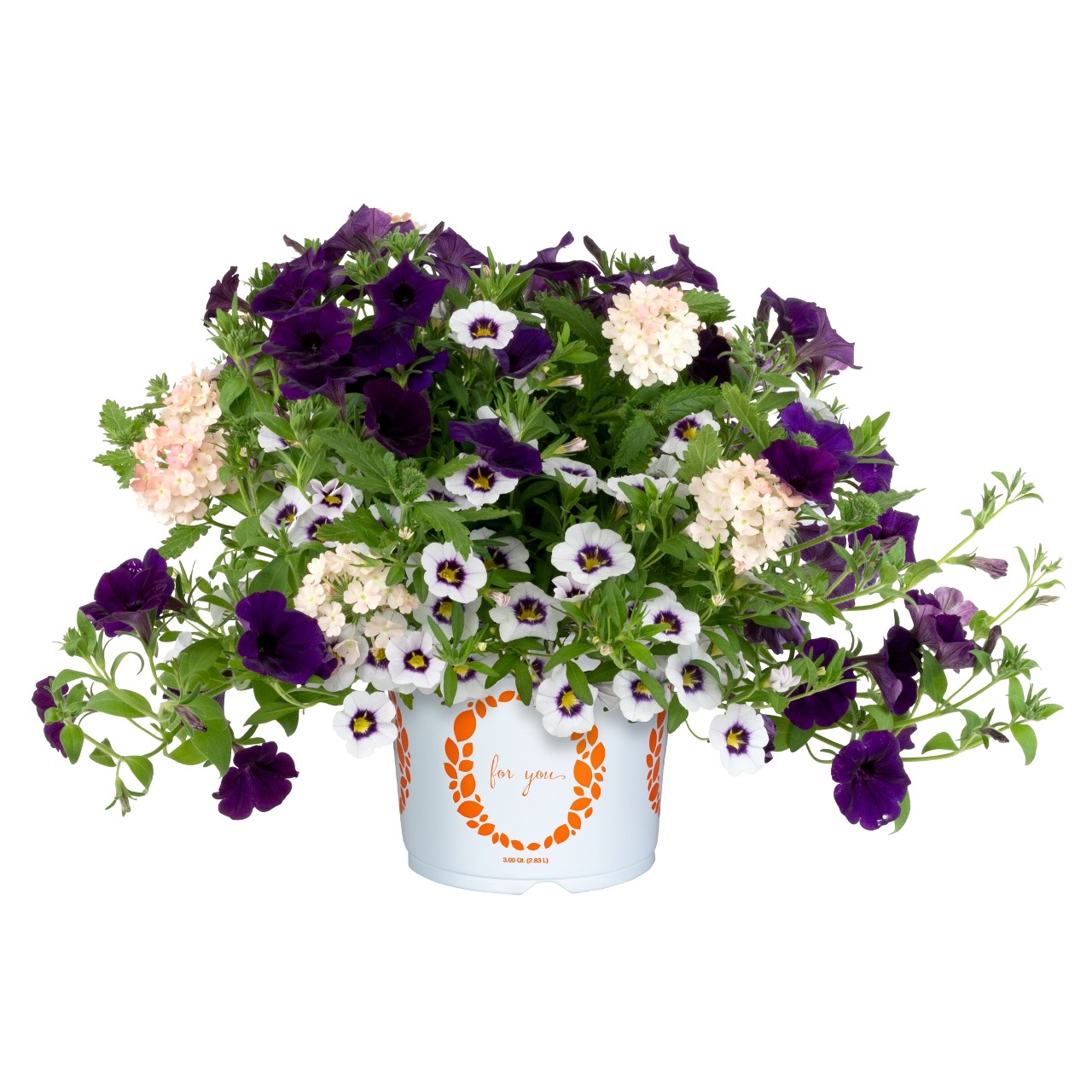 Confetti Garden® Beach Comber - Products - Dümmen Orange