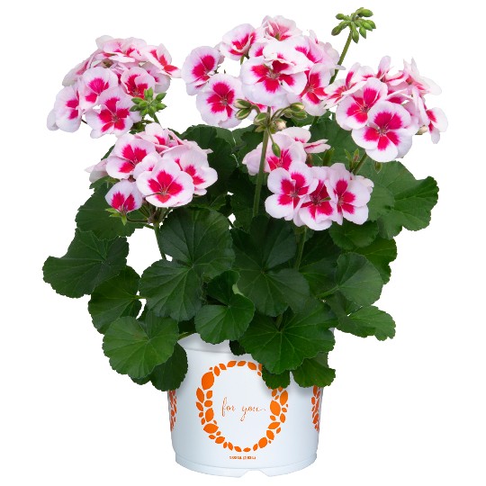 Savannah® White splash