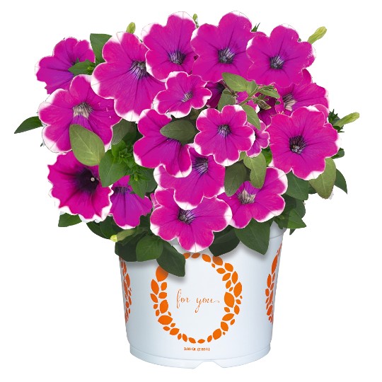 DuraBloom® Magenta Halo (Intrinsa)