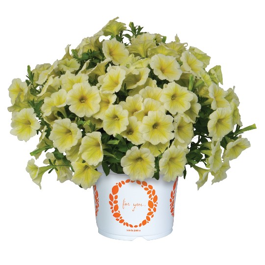 Potunia® Plus Popcorn Yellow (Intrinsa®)
