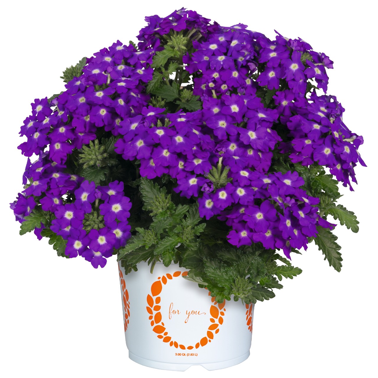 Empress® Sun Kiss Blue Charme - Products - Dümmen Orange