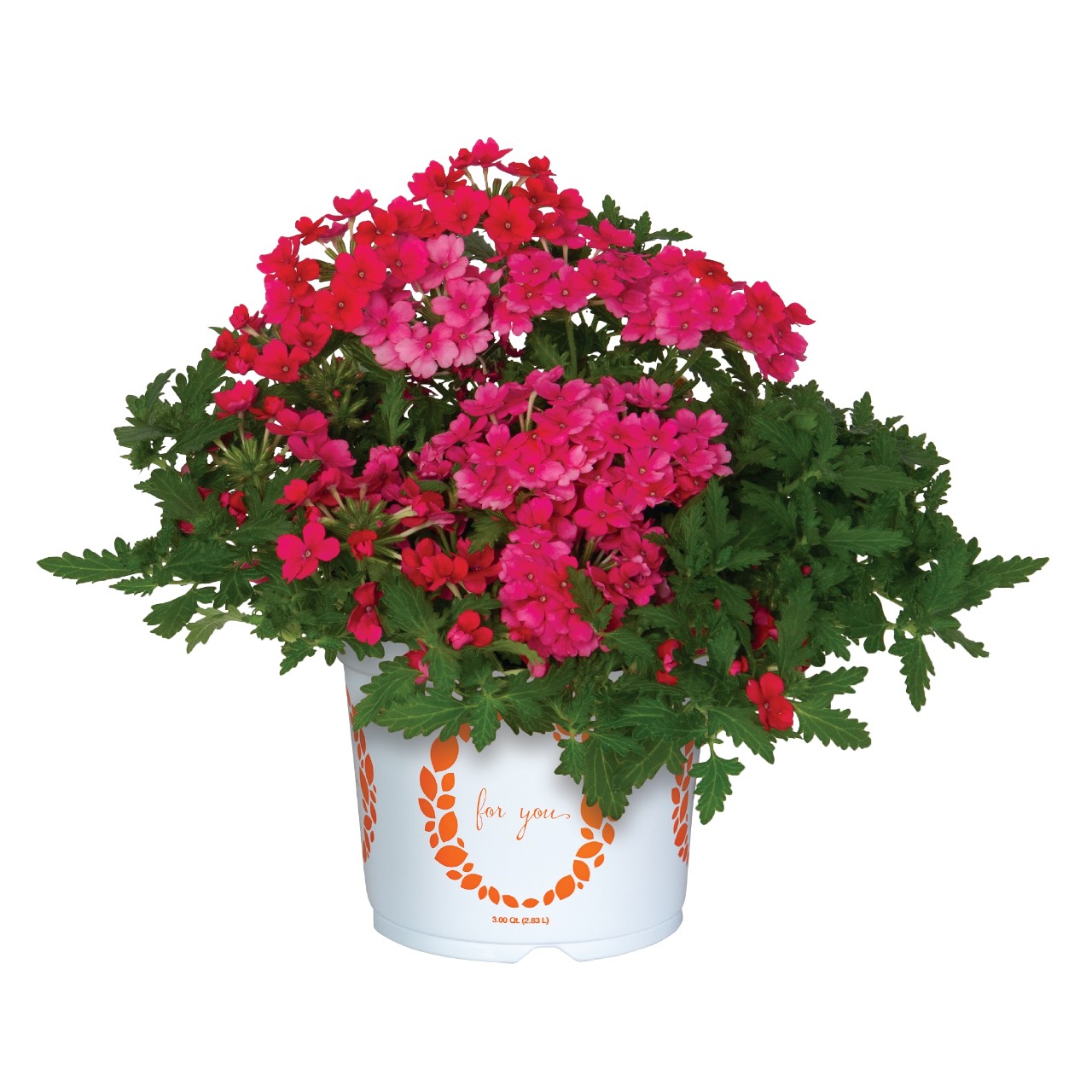 Empress® Sun Kiss Pink Lemonade - Products - Dümmen Orange
