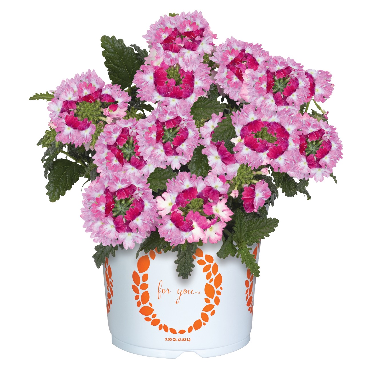 Wicked Hot Pink 2026 - Products - Dümmen Orange