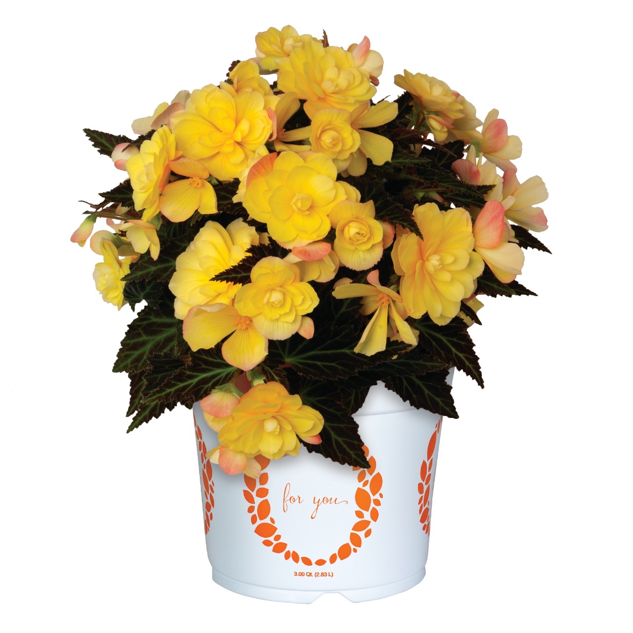 I'CONIA® Portofino Yellow - Products - Dümmen Orange