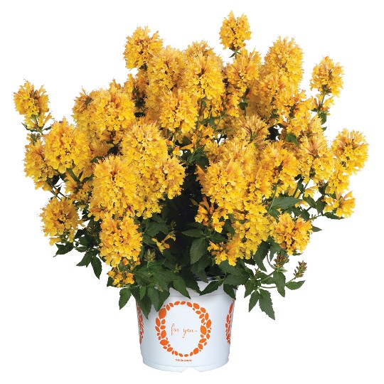Honeysticks Gold