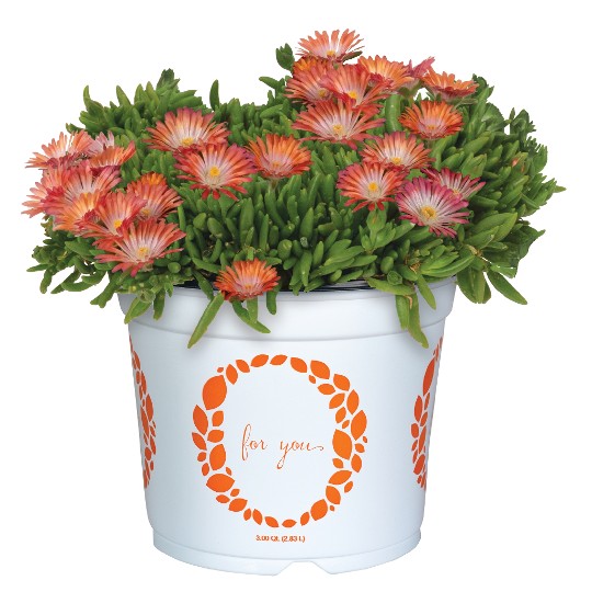 King of Desert™ Peach