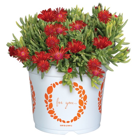 King of Desert™ Red