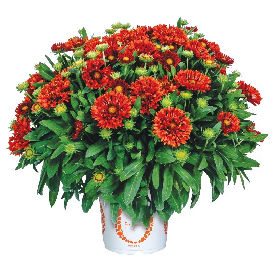 SpinTop® Mariachi Red