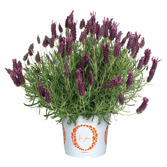 La Diva Standalone Pink LV19-K0522