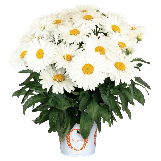 Sweet Daisy® Kylie