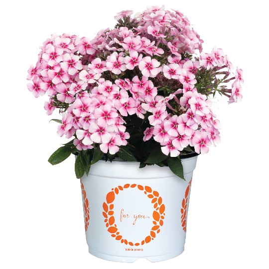 paniculata Early® Pink Pinwheel