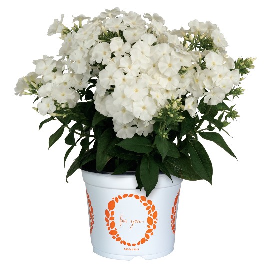 Flame® White Imp