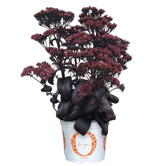 Cloudburst Burgundy