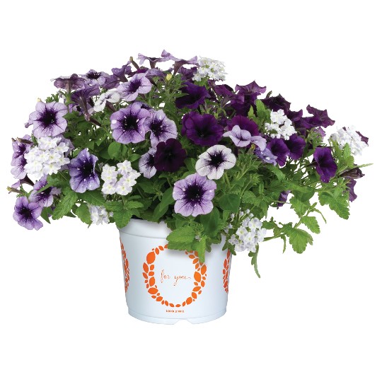 Confetti Garden� Cosmic Blues