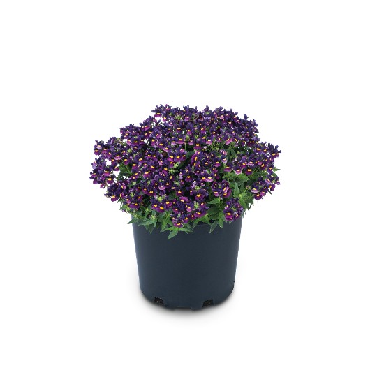 Escential® Bumbleberry