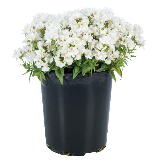 Escential® Snowberry