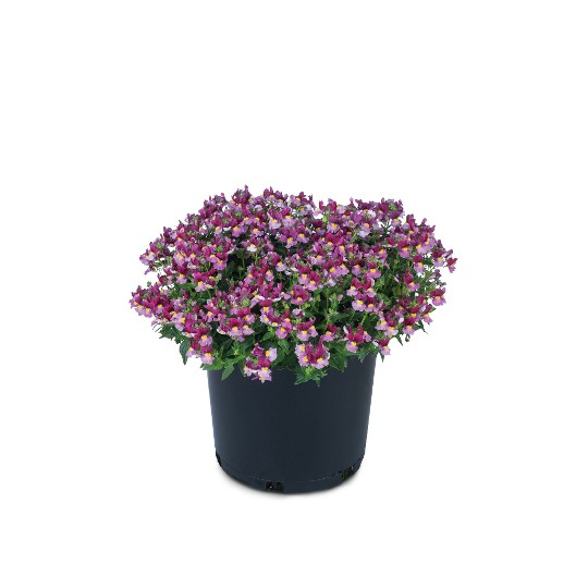 Escential® Strawberry