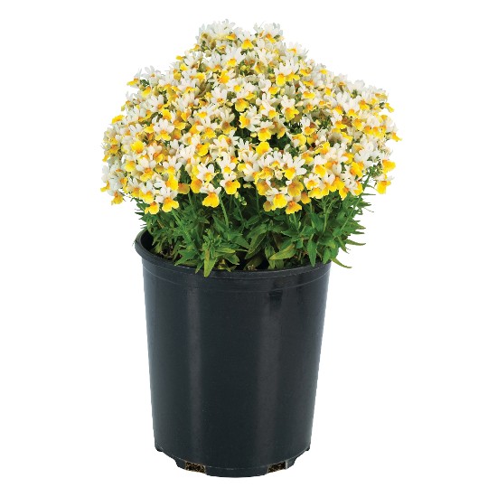 Escential® Sunberry
