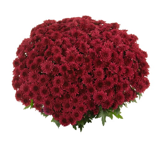 Podium Red