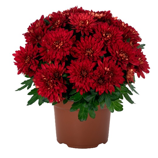 Chrystal Berry