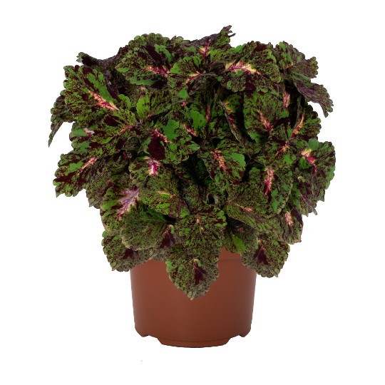 Main Street Pink Sparkle 45