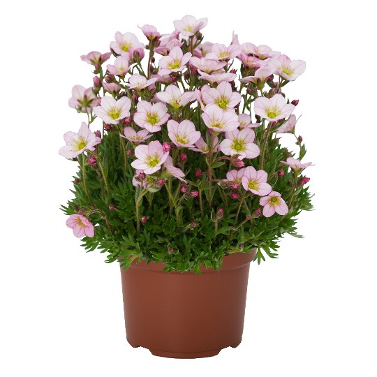 Scenic Soft Pink