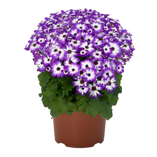 Mandala® Plus Purple Bicolor