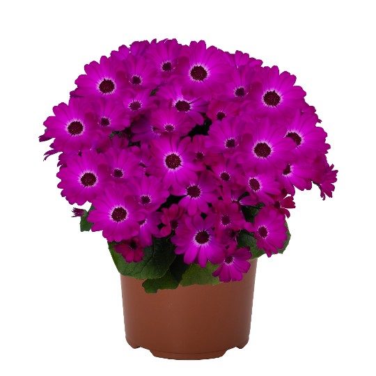 Mandala® Magenta