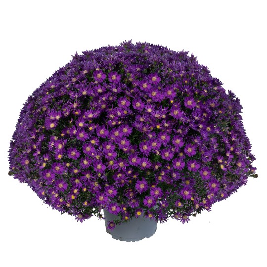 Aurora Purple