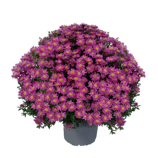 Aurora Pink