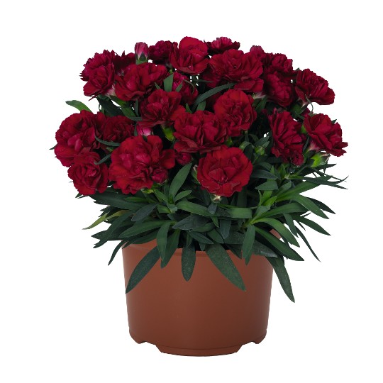 Sprint Red Velvet