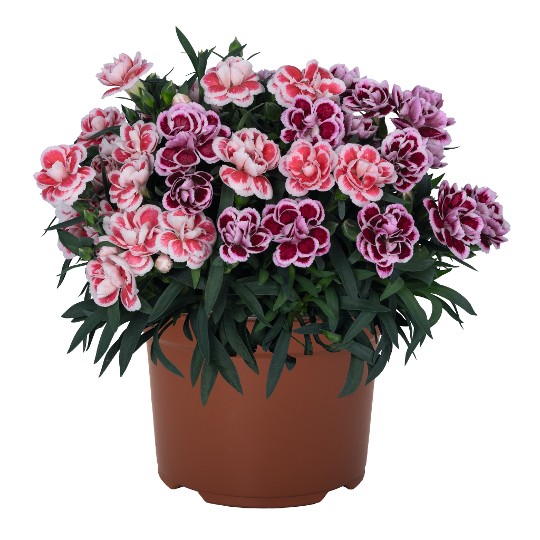 Confetti Garden® Multicolor Foxtrot