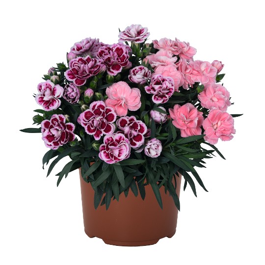 Confetti Garden® Multicolor Discofox