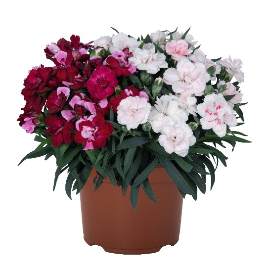 Confetti Garden Multicolor Quickstep