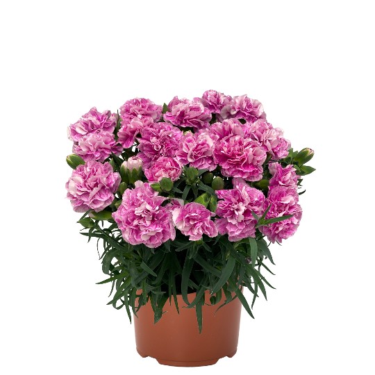 Oriental Fancy Violet