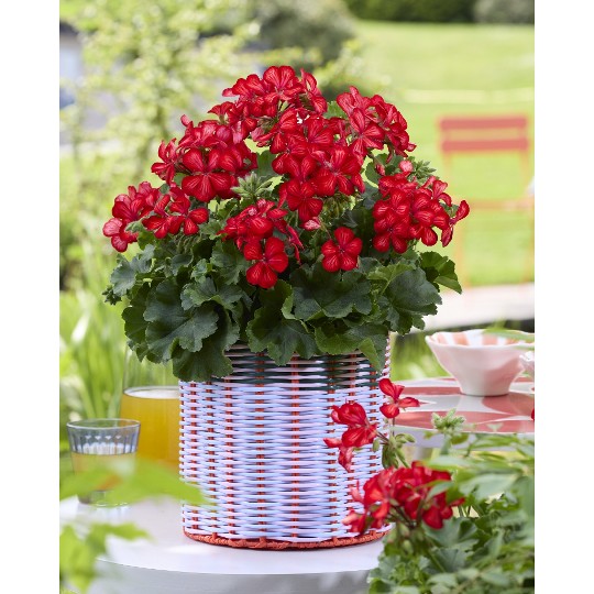 Grand Idols® Glory Days Red Orange Bicolor
