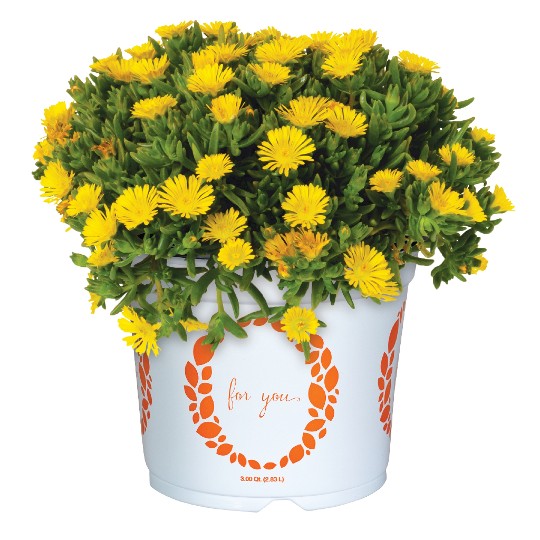Solstice Yellow