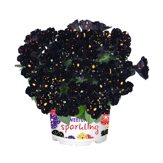 Sparkling Night (Intrinsa)