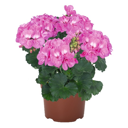 Savannah® True Pink