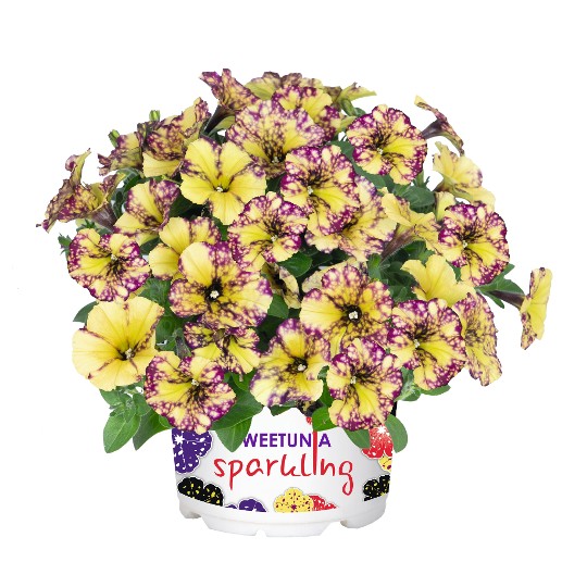 Sparkling Bee (Intrinsa)