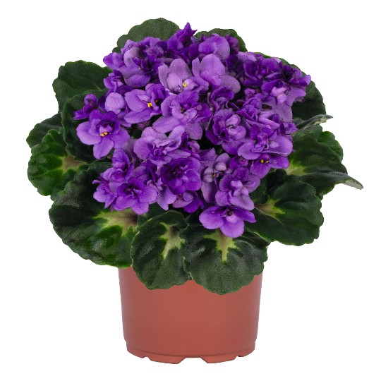 Maxi Rococo Lilac Shades